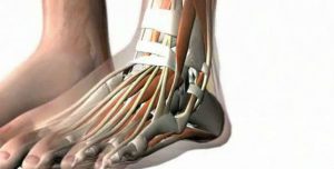 Més informació sobre l'article Nuevo ligamento descubierto en el tobillo